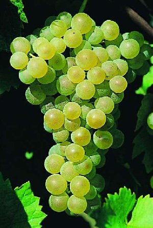 forgerongrapes1.jpg (37762 bytes)